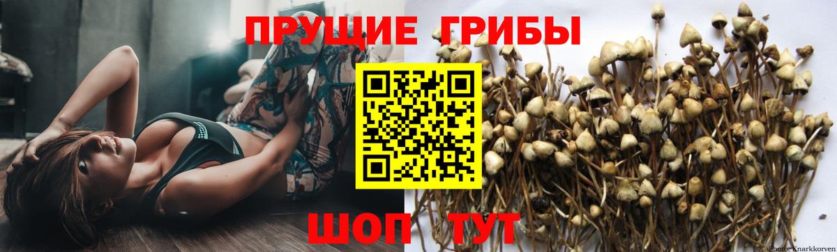Галлюциногенные грибы мицелий  как найти закладки  Псилоцибиновые грибы Psilocybe  Электрогорск  Вход с VPN 